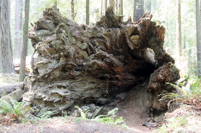 20150822_125658 D3S.jpg - Tree root, Humbolt  Redwood State Park